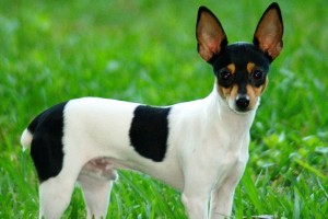 Chilean Fox Terrier wants to play