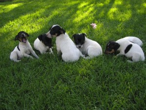 Chilean Fox Terrier is playing