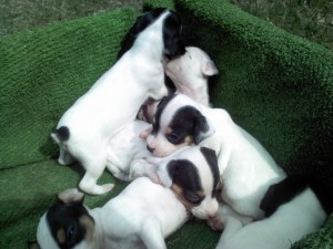 Chilean Fox Terrier is sleeping