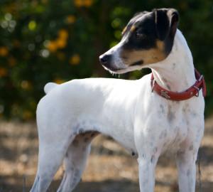 Chilean Fox Terrier is looking at the horizon