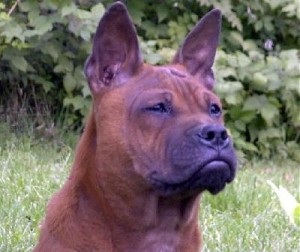 Chinese Chongqing Dog is just staring