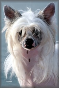 Chinese Crested Dog is standing still for the camera