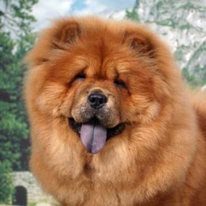 Chow Chow looks so funny