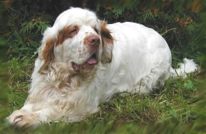 Clumber Spaniel wants to be alone