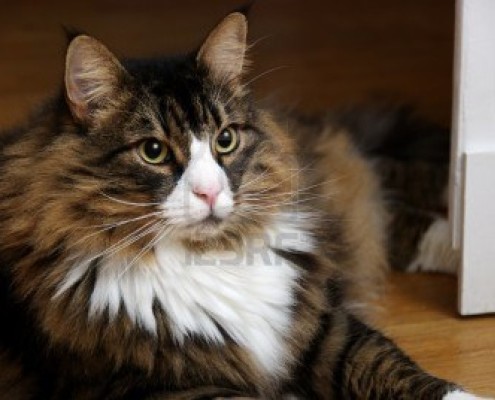 Norwegian Forest Cat - Information, Health, Pictures & Training Pet Paw