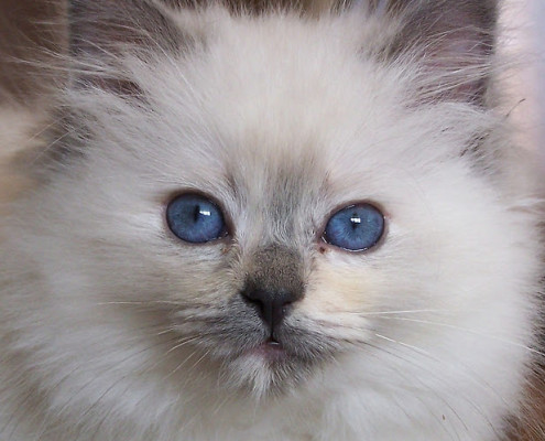 Ragdoll - Information, Health, Pictures & Training Pet Paw