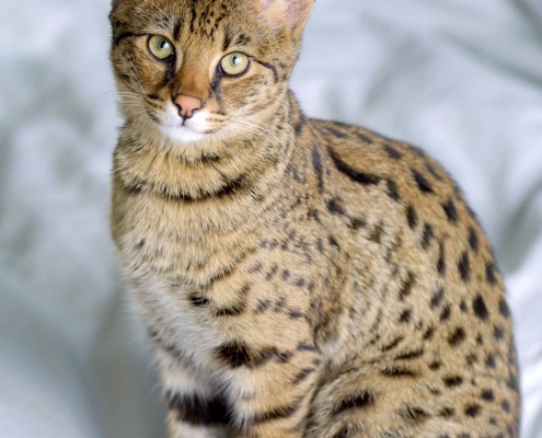 Serengeti Cat - Information, Health, Pictures & Training Pet Paw