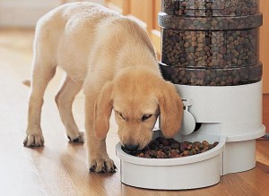 How Your Dog’s Diet Affects its Lifespan