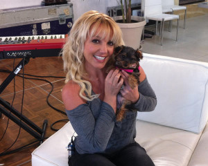 Britney Spears Teacup Yorkshire Terrier