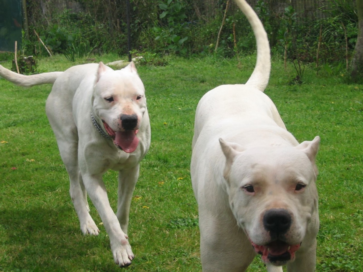 Cordoba Fighting Dog is having a race - Pet Paw