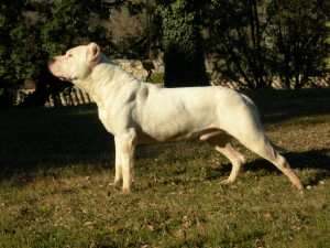 Cordoba Fighting Dog is just stretching