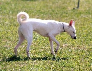 Cretan Hound is just playing alone