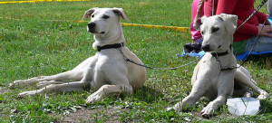 Cretan Hound is waiting for his turn