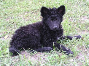 Croatian Sheepdog is just chilling