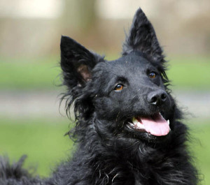 Croatian Sheepdog is ready to run fast