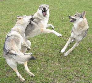 Czechoslovakian Wolfdog is doing a friendly fight