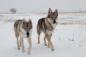 Czechoslovakian Wolfdog is enjoying the snow