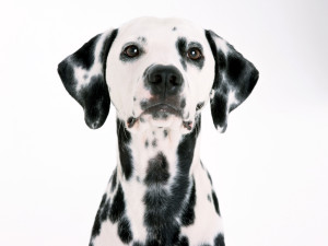 Dalmatian is staring straight to the camera