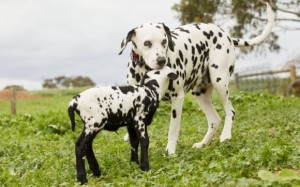 Dalmatian is cuddling with his mother