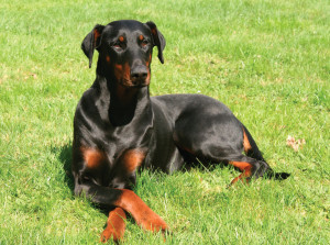 Doberman Pinscher is just relaxing