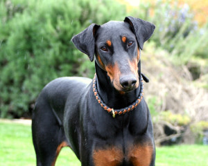 Doberman Pinscher is wondering whats infront him