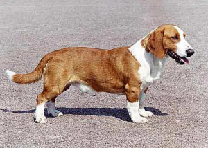 Drever Dog Breed