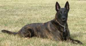 Dutch Shepherd Dog is resting a bit