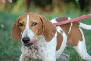 English Coonhound is trying to run