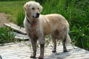 Dutch Smoushond Dog Breed