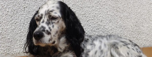 English Setter is just chilling