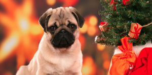 Christmas Pugs