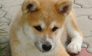 Akita Inu