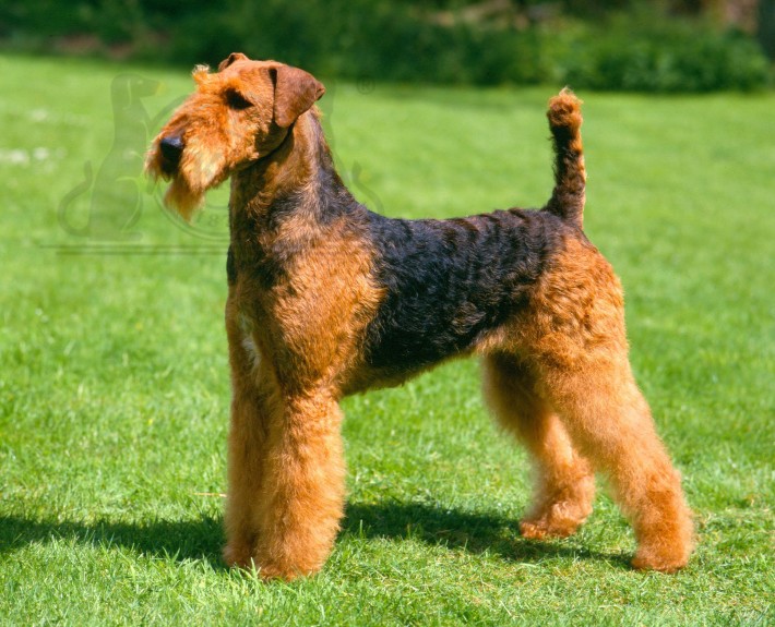 Airedale Terrier Breed Guide - Learn about the Airedale Terrier.