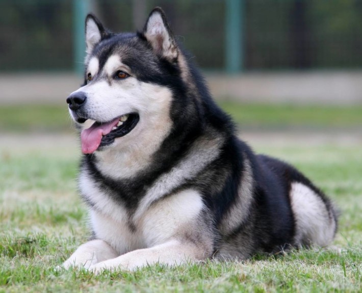 Alaskan Malamute Breed Guide - Learn about the Alaskan Malamute.