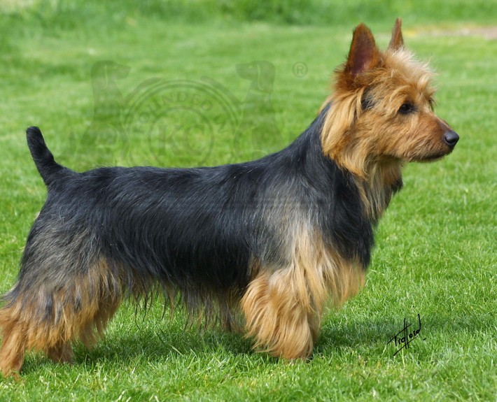 Australian Terrier Breed Guide Learn About The Australian Terrier