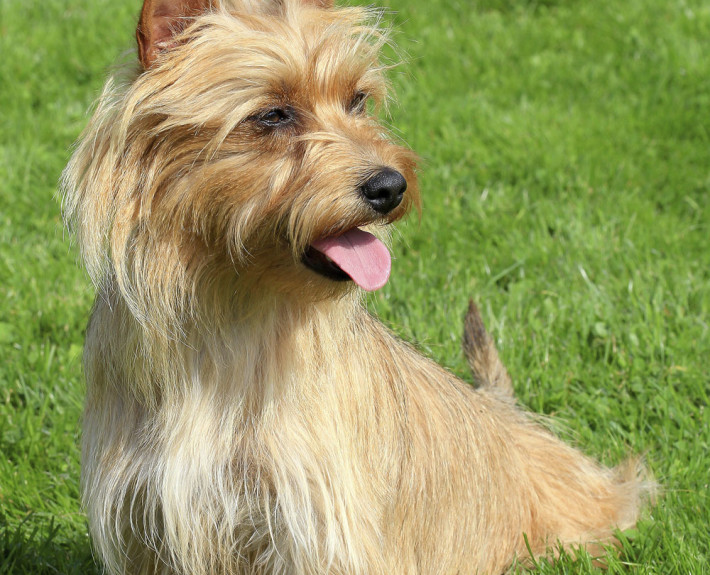 Australian Terrier Breed Guide - Learn about the Australian Terrier.