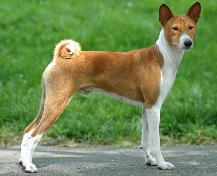 Basenji Breed Guide - Learn about the Basenji.