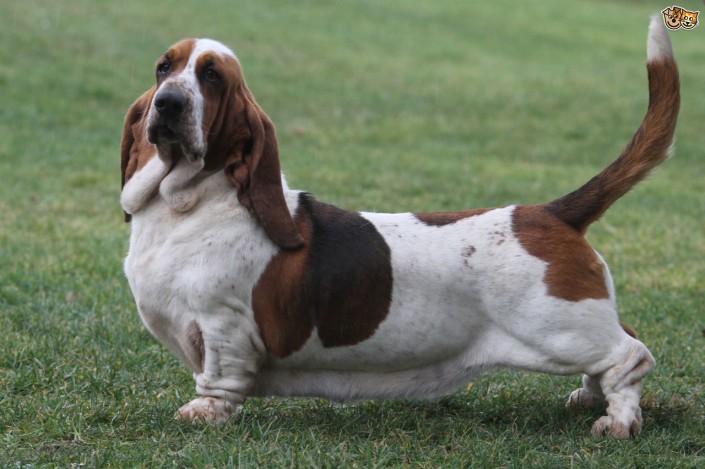 basset-hound-3-pet-paw