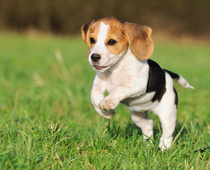 Beagle Breed Guide - Learn about the Beagle.