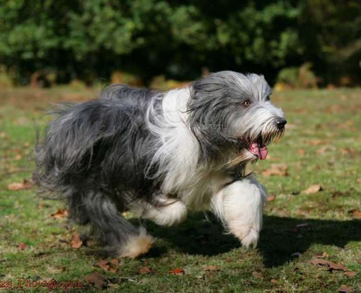 Bearded Collie Breed Guide - Learn about the Bearded Collie.