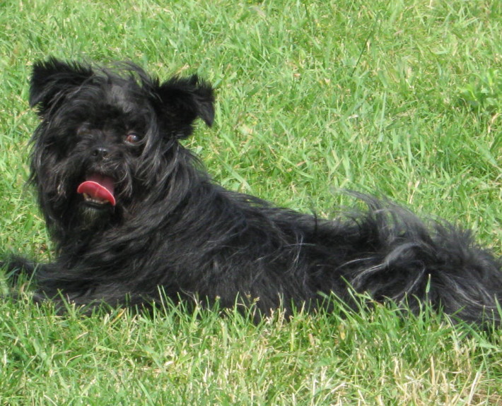 Affenpinscher Breed Guide - Learn about the Affenpinscher.