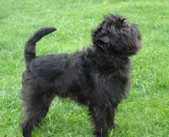 Affenpinscher Breed Guide - Learn About The Affenpinscher.