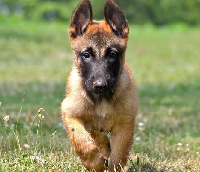 Belgian Shepherd Malinois Breed Guide - Learn about the Belgian ...