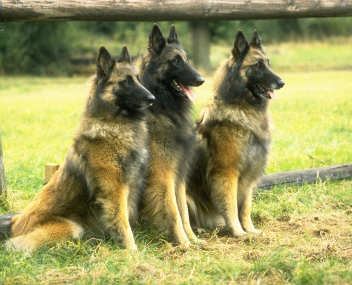 Belgian Shepherd Tervuren Breed Guide - Learn About The Belgian ...