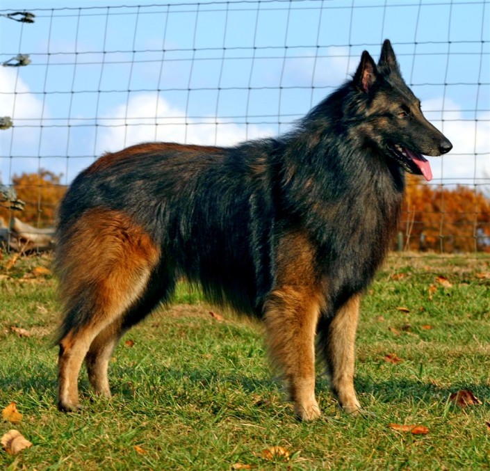 Belgian Tervuren 6 - Pet Paw