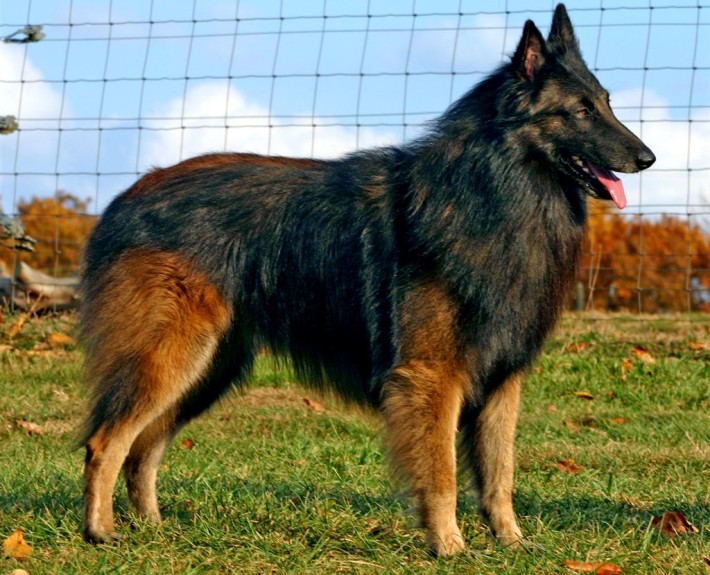 Belgian Shepherd Tervuren Breed Guide - Learn about the Belgian ...