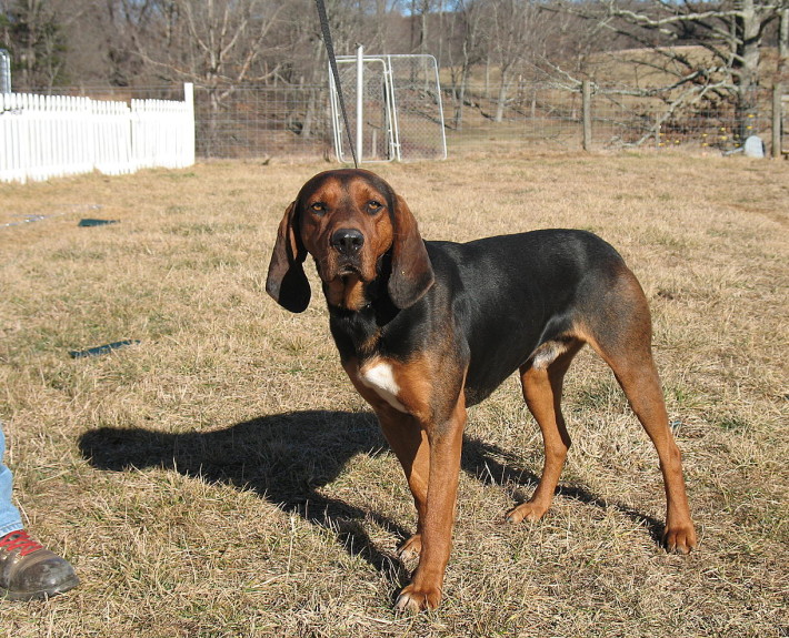 Black And Tan Coonhound Breed Guide - Learn About The Black And Tan ...