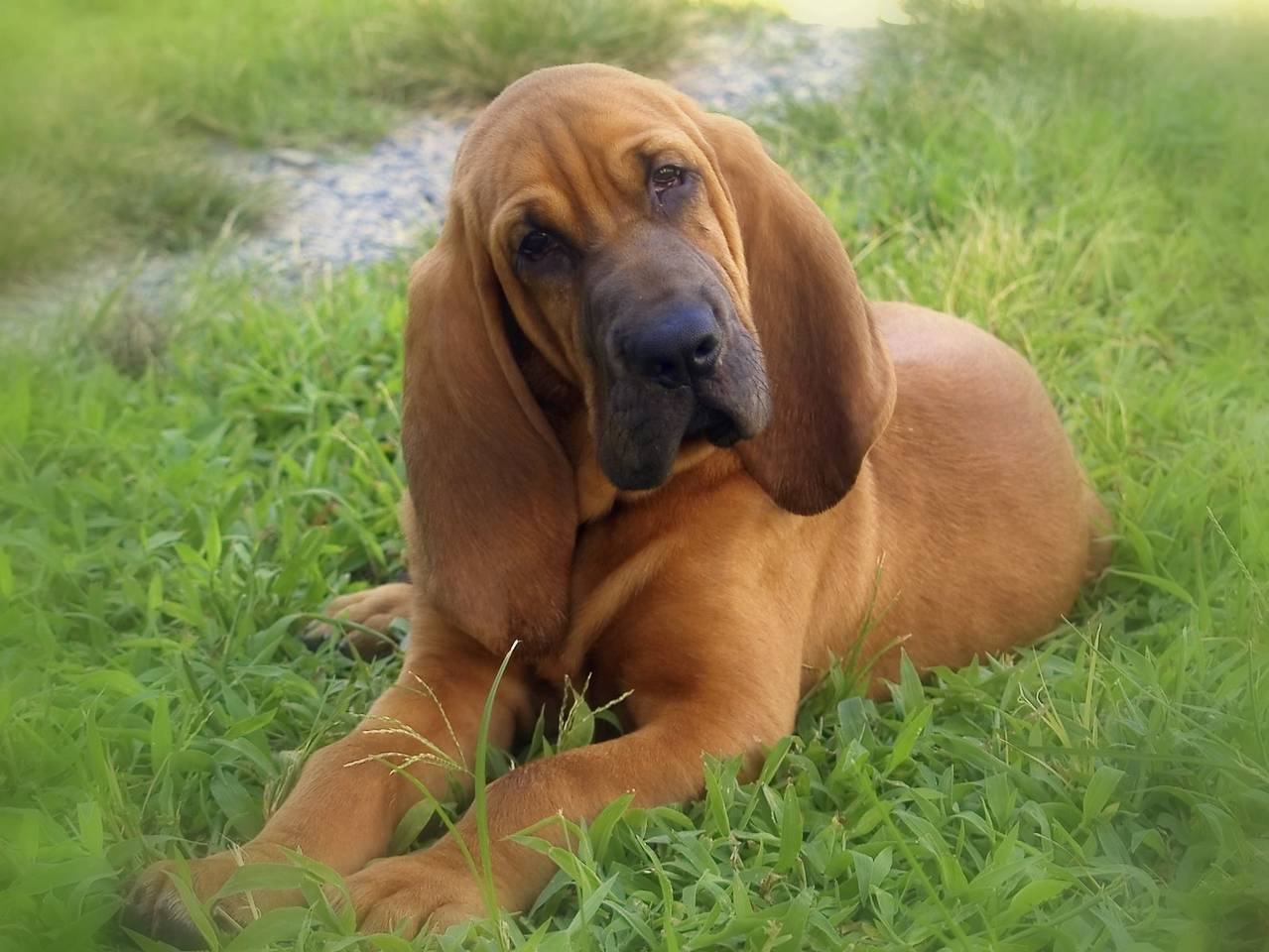 bloodhound breeds breed