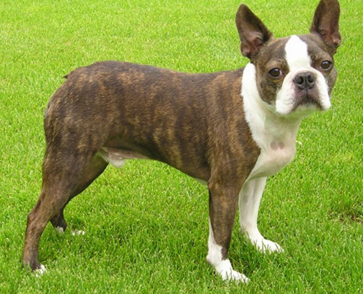 Boston Terrier Breed Guide - Learn about the Boston Terrier.