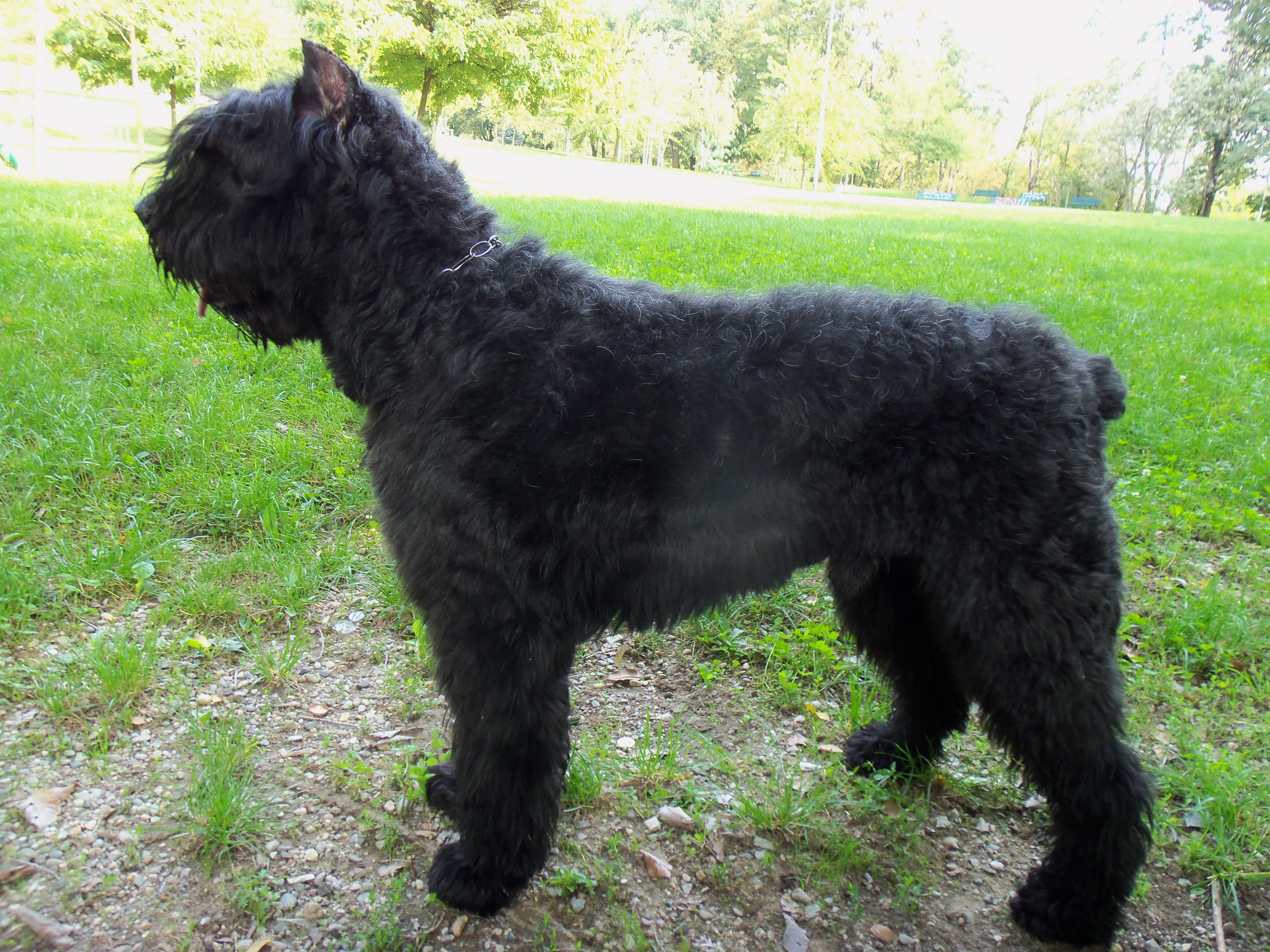 Bouvier des Flandres 1 - Pet Paw